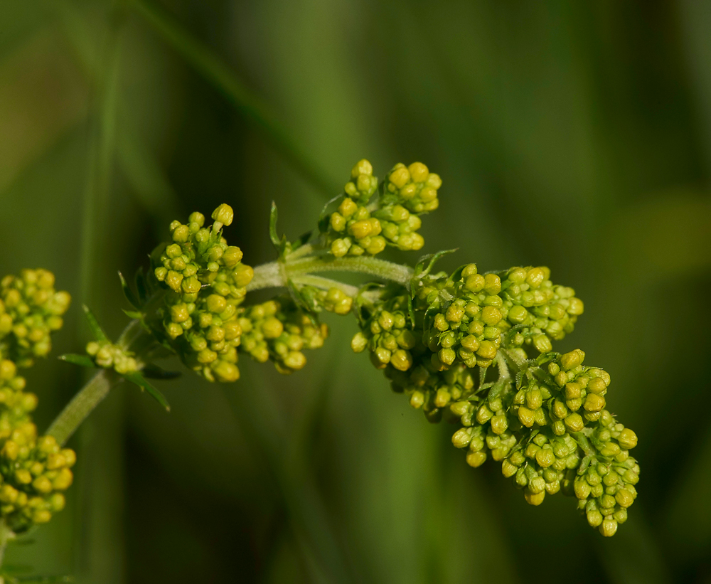 Lady&#39;sBedstraw170617-2