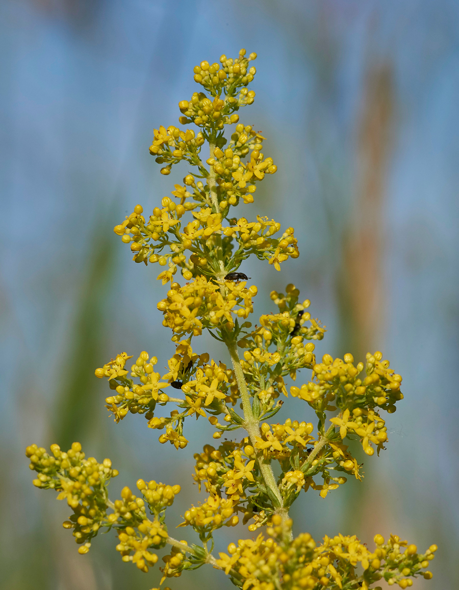 Lady&#39;sBedstraw170617-3