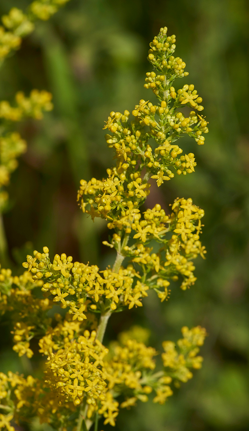 Lady&#39;sBedstraw170617-4