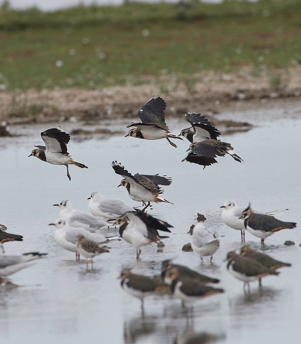 Lapwing160817-1