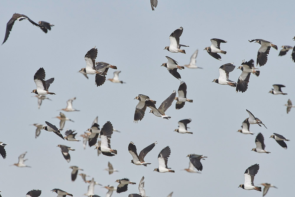 Lapwing160817-3