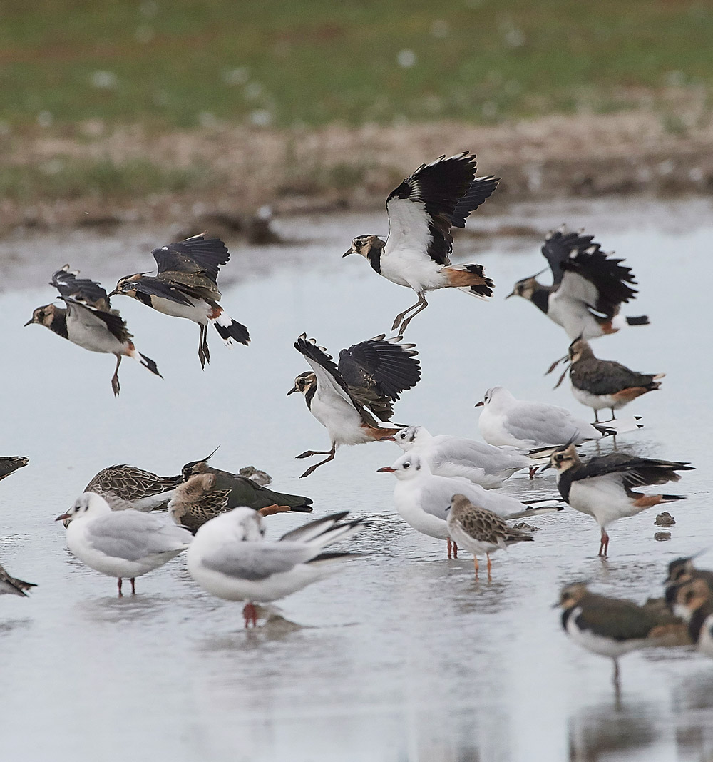 Lapwing160817-2