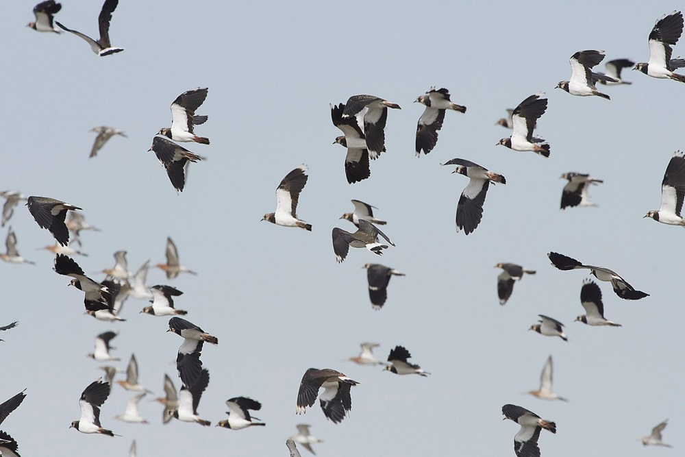 Lapwing160817-4