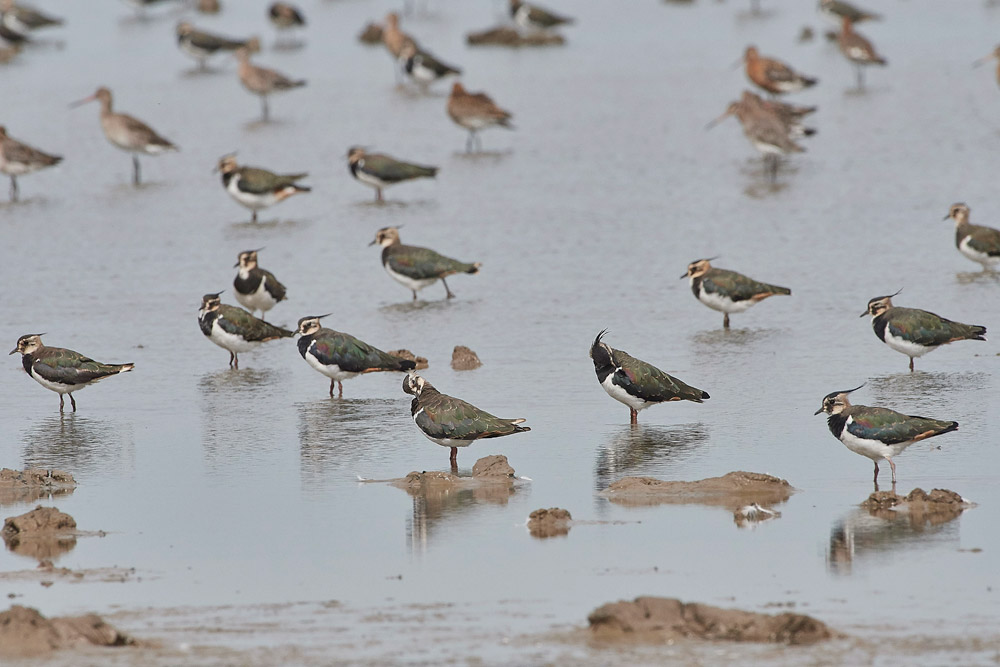 Lapwing160817-6