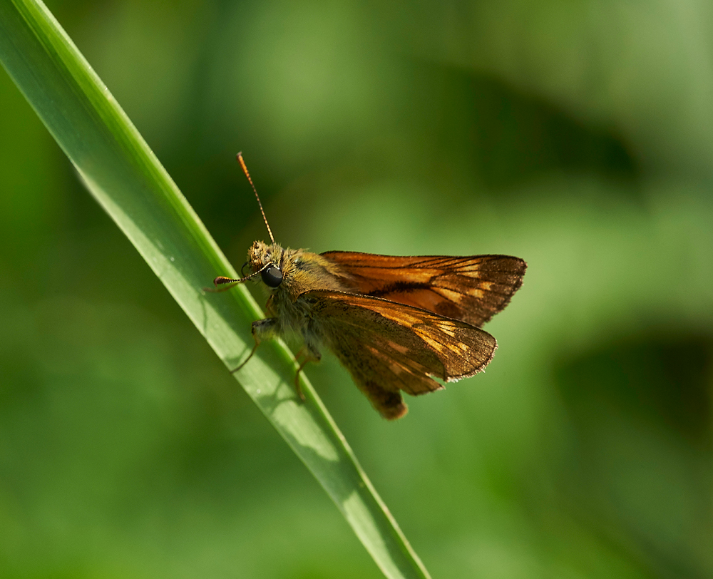 LargeSkipper210617