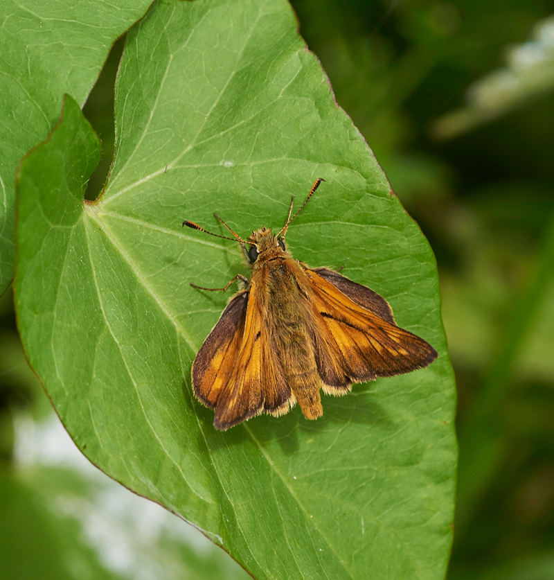 LargeSkipper240617-1