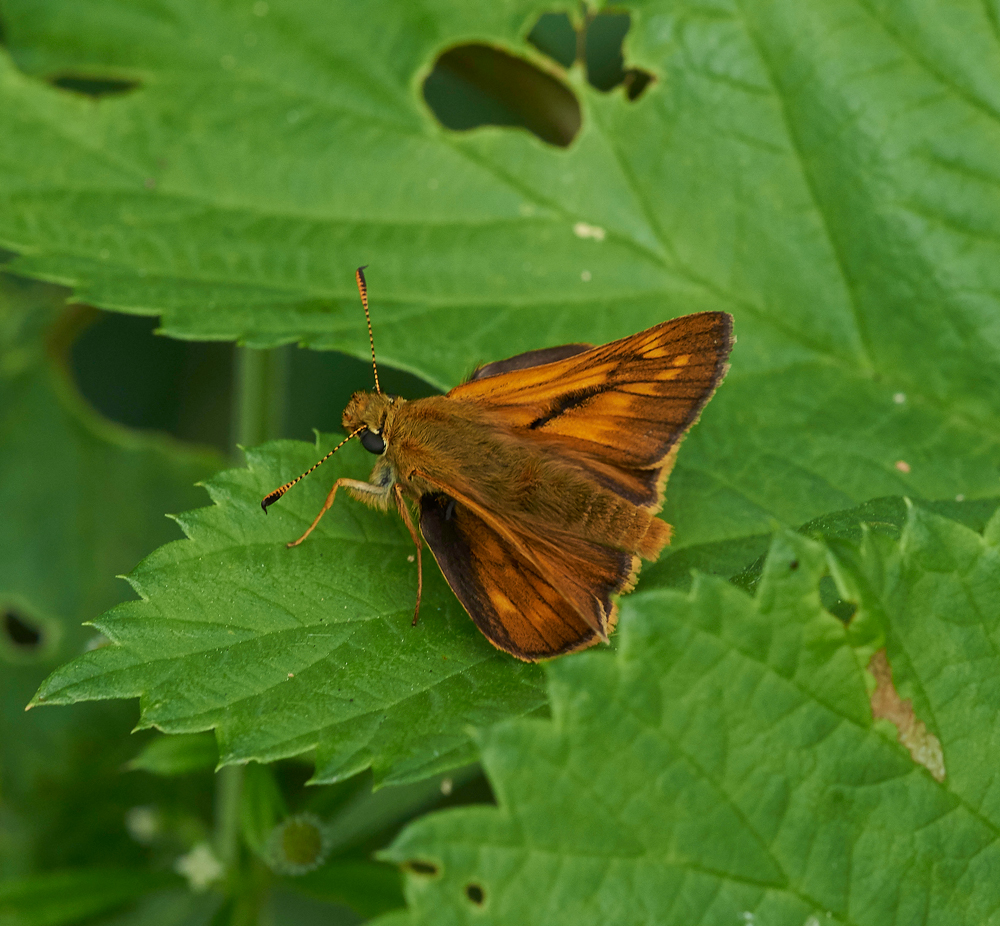 LargeSkipper240617-2