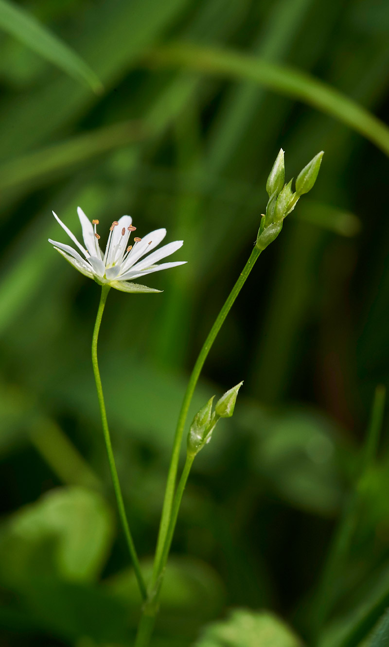 LesserStitchwort310517-1