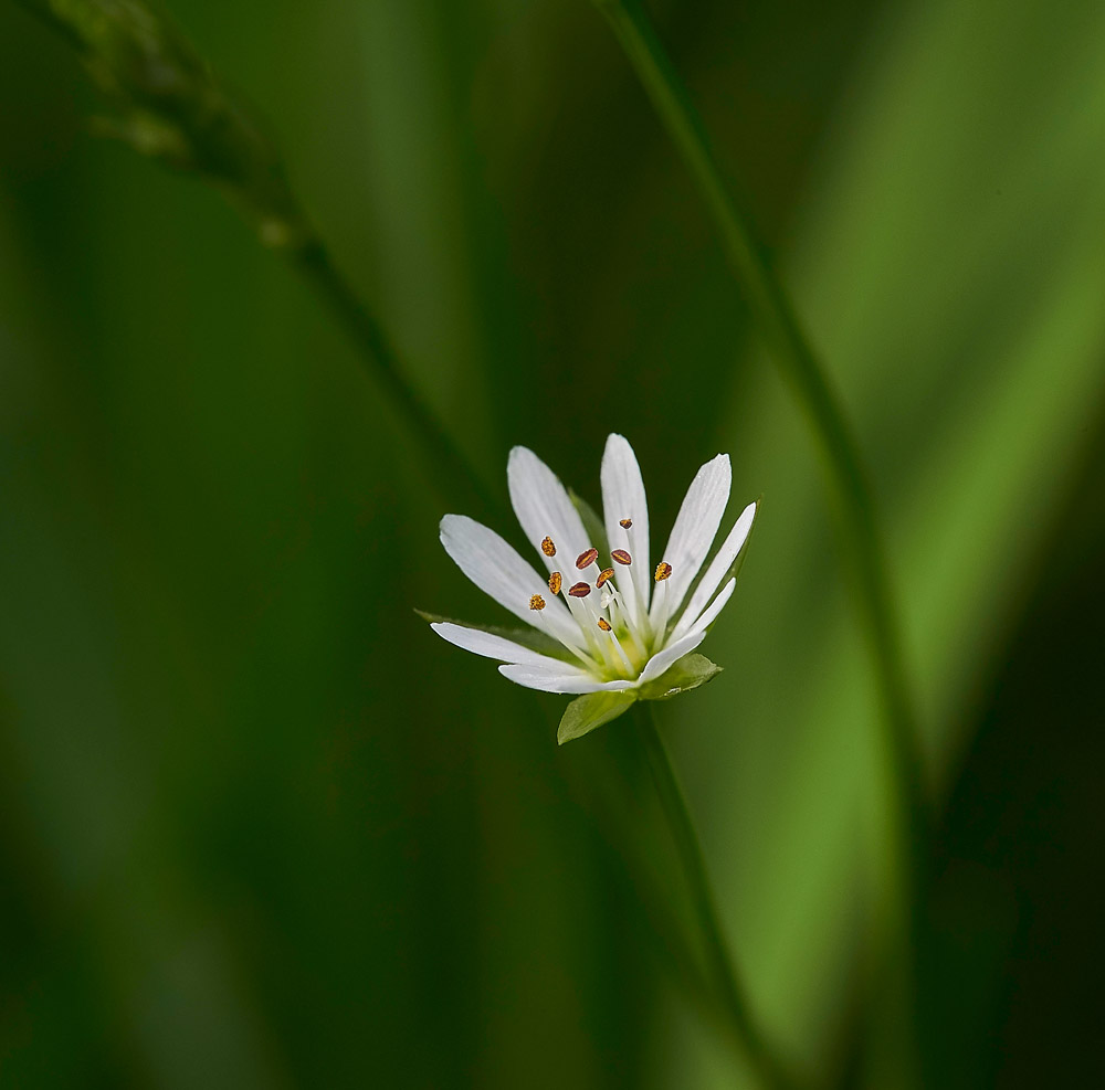 LesserStitchwort310517-2