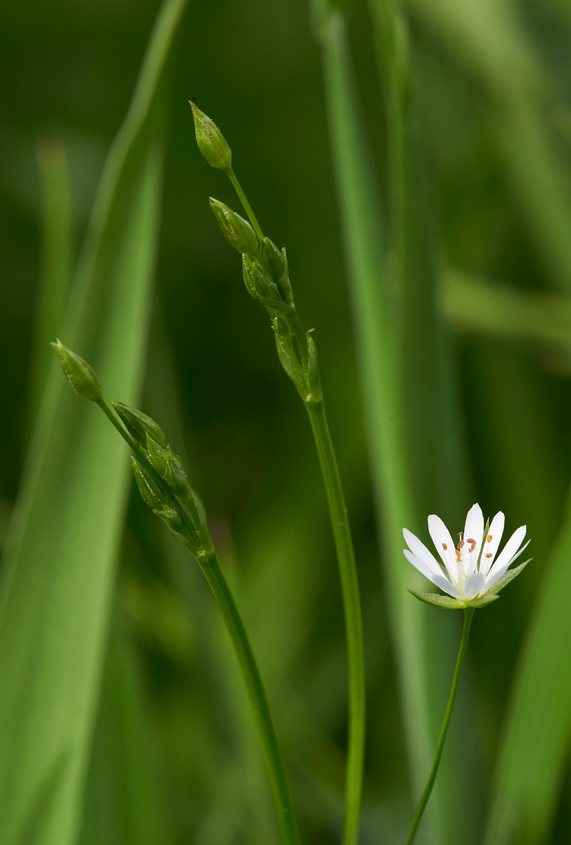 LesserStitchwort310517-3