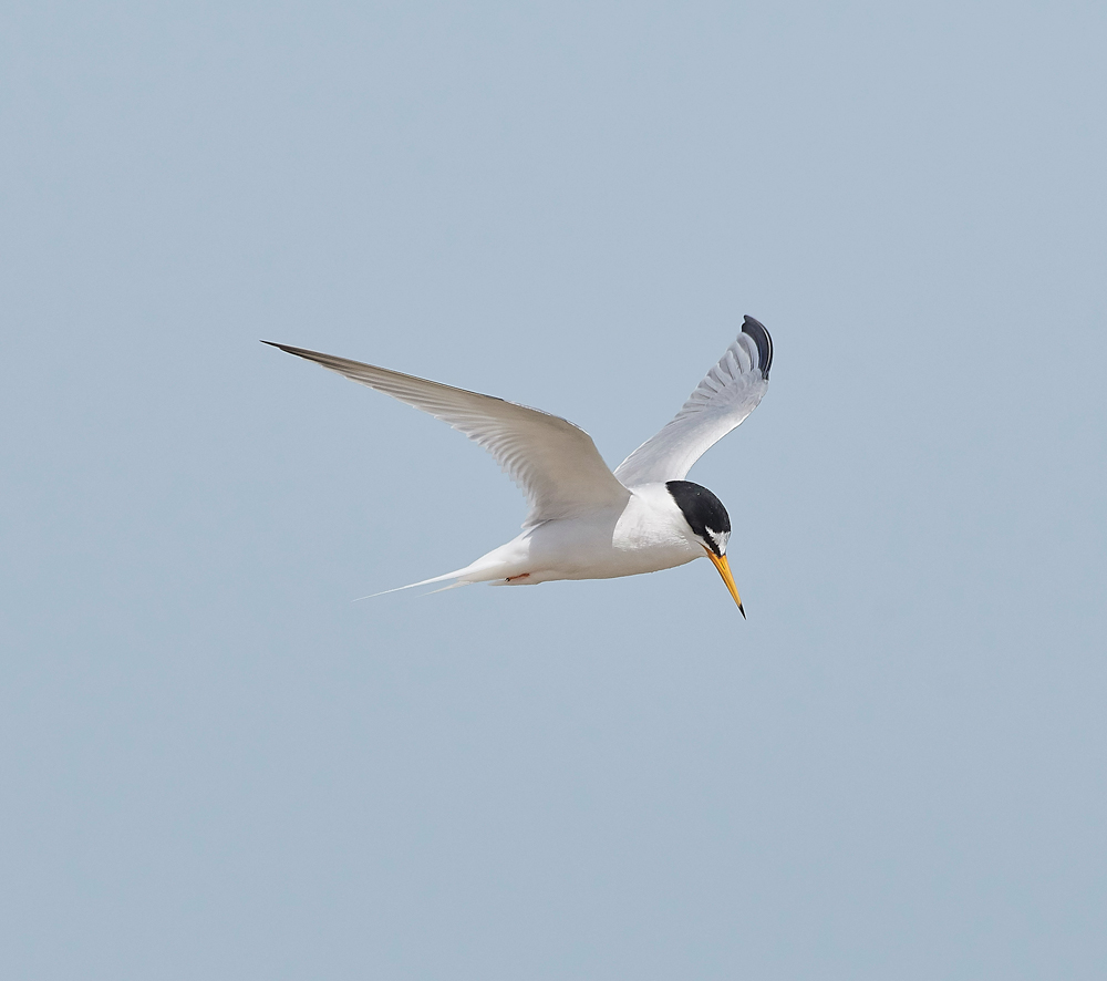 LittleTern140617-1