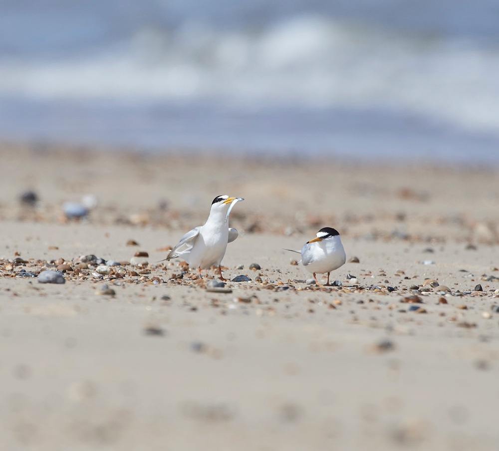 LittleTern140617-10