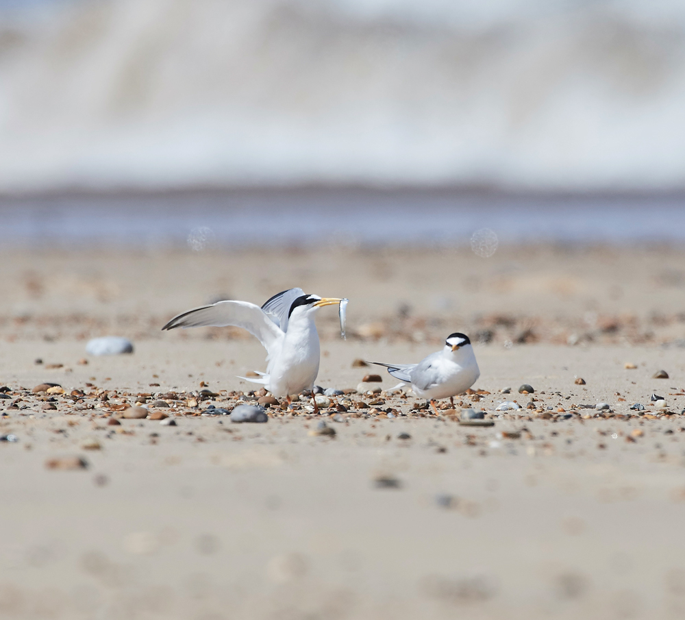 LittleTern140617-11