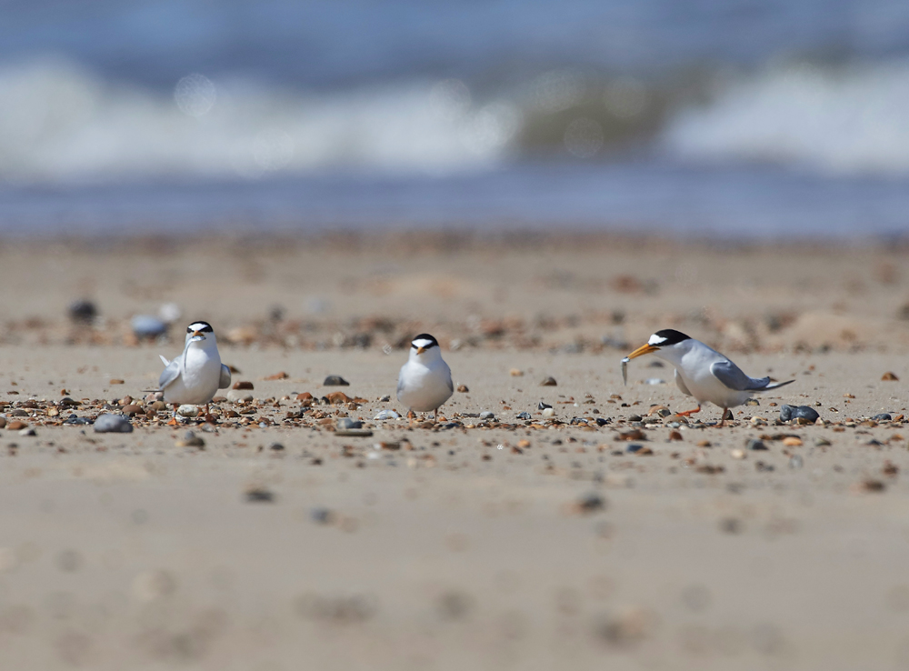 LittleTern140617-12