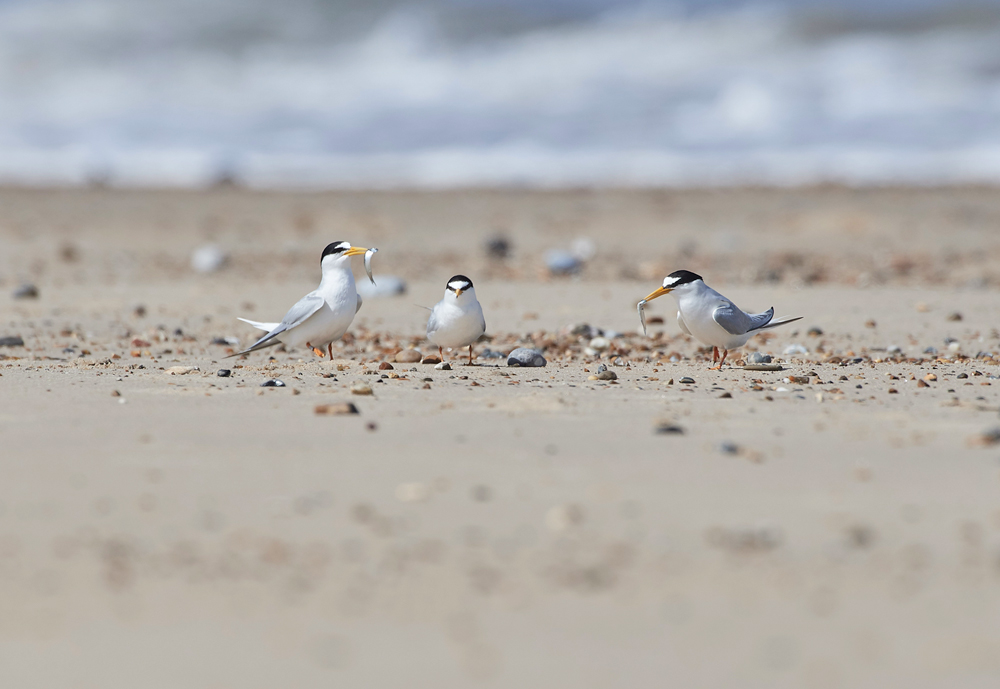 LittleTern140617-13