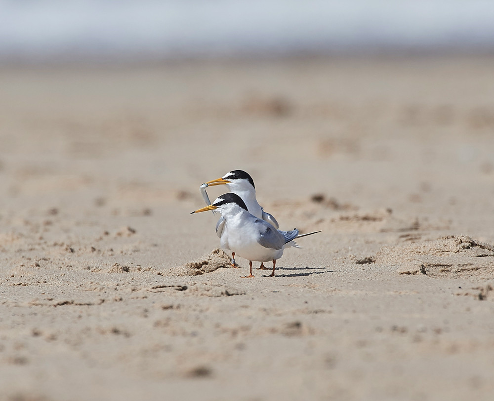 LittleTern140617-14