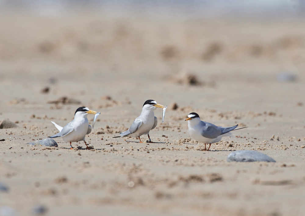 LittleTern140617-15