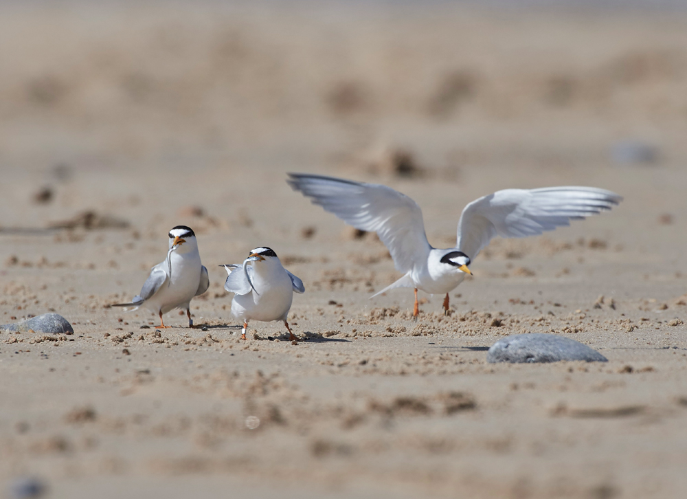 LittleTern140617-16