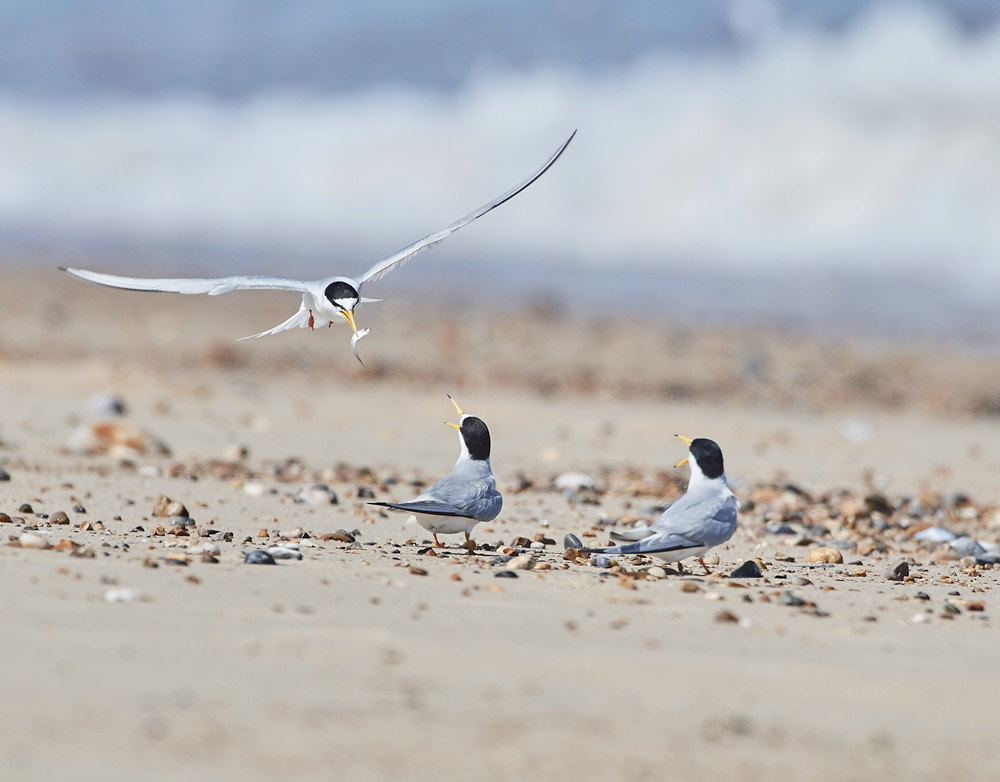 LittleTern140617-17