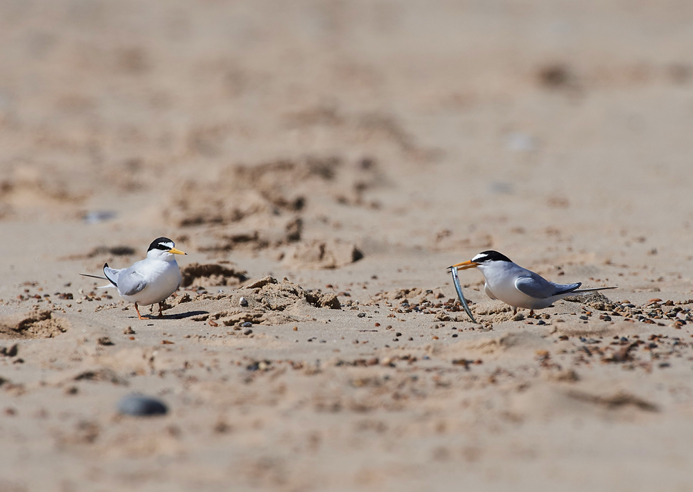 LittleTern140617-18