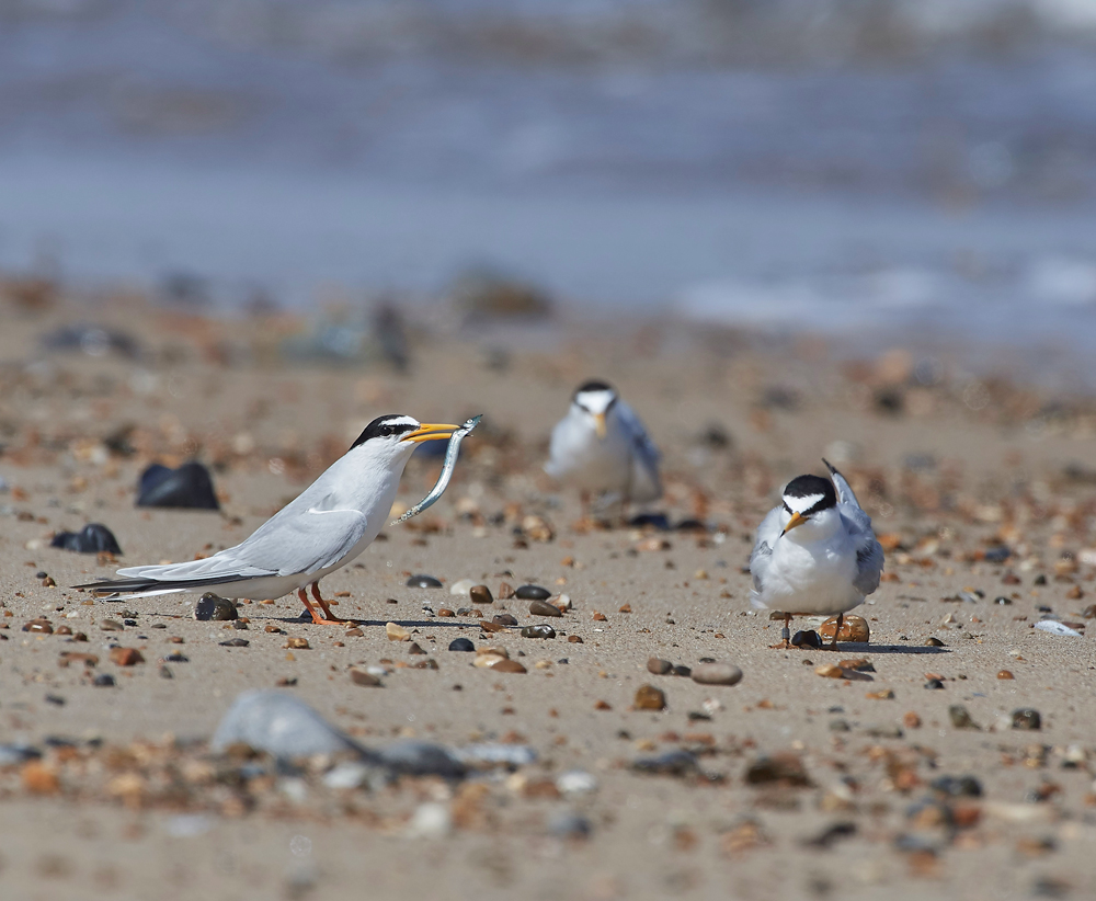 LittleTern140617-19