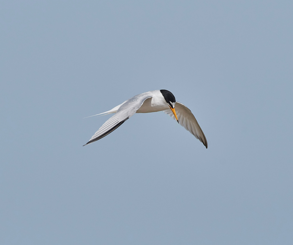 LittleTern140617-2