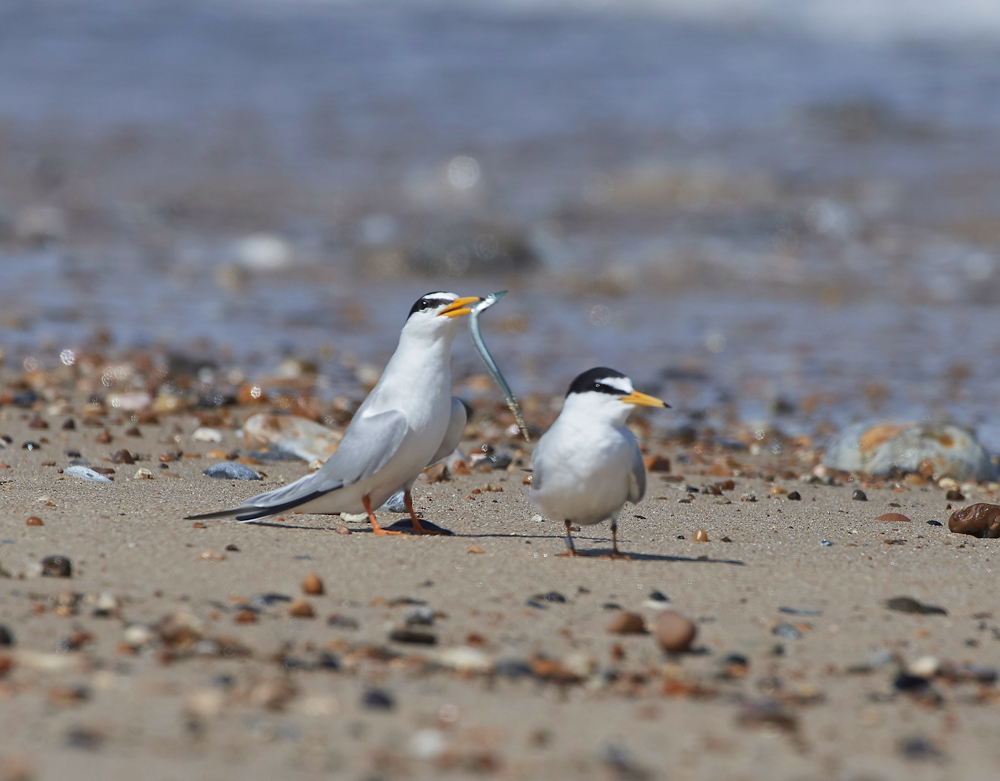 LittleTern140617-20