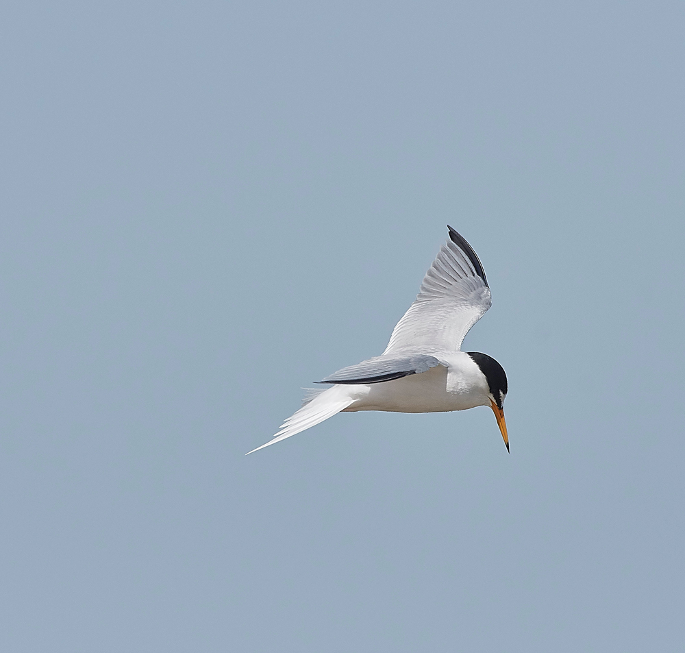 LittleTern140617-4