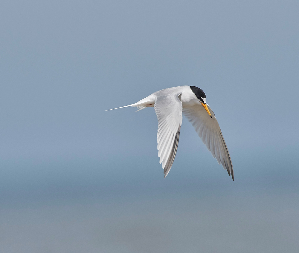 LittleTern140617-6