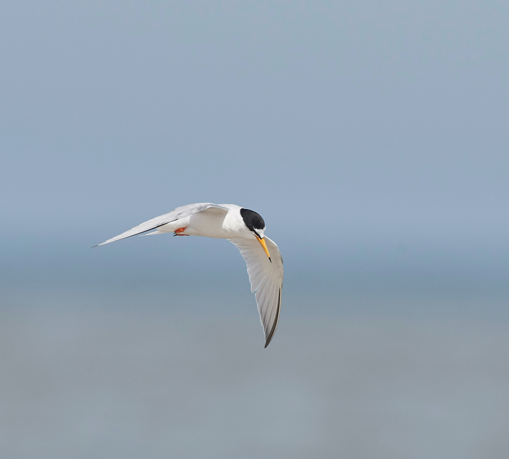 LittleTern140617-7