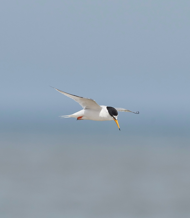 LittleTern140617-8