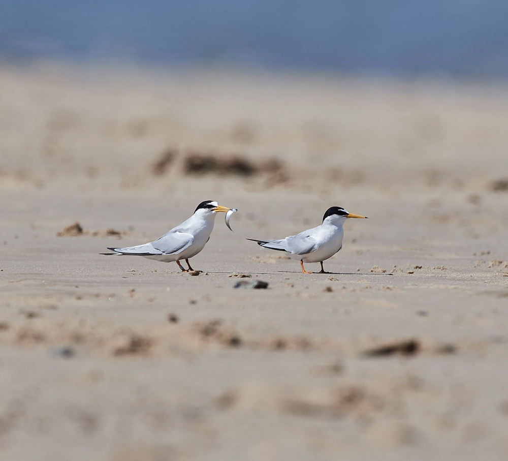 LittleTern140617-9