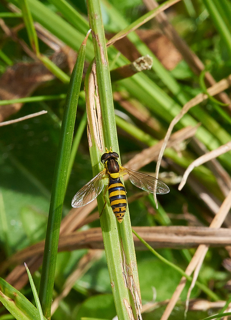 LongHoverfly230817-1