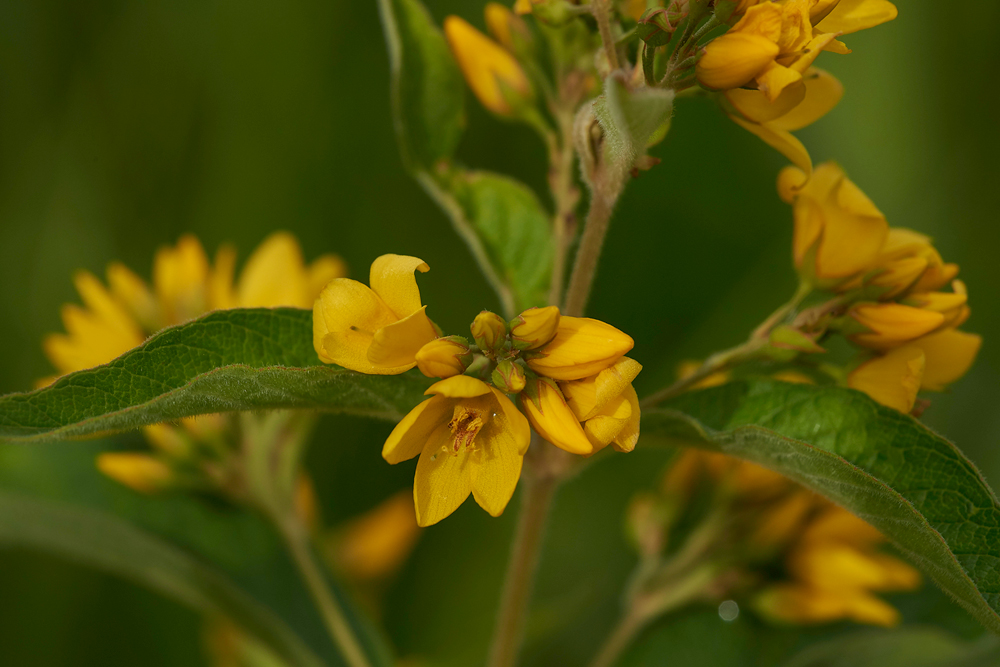 Lysimachia130717-1