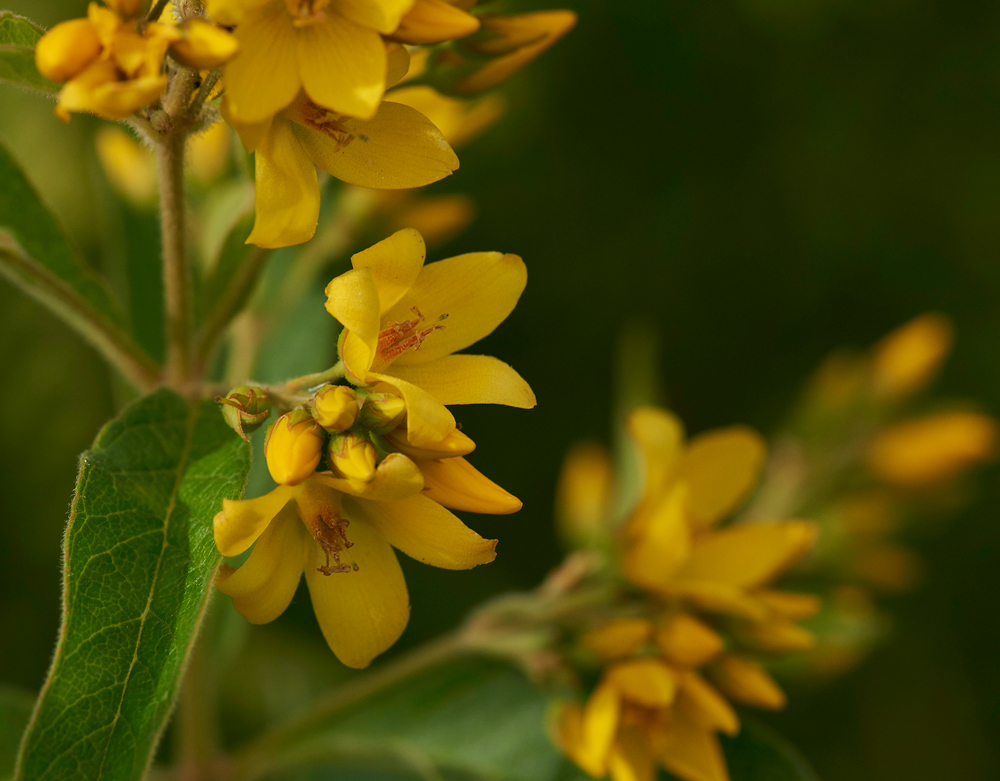 Lysimachia130717-2