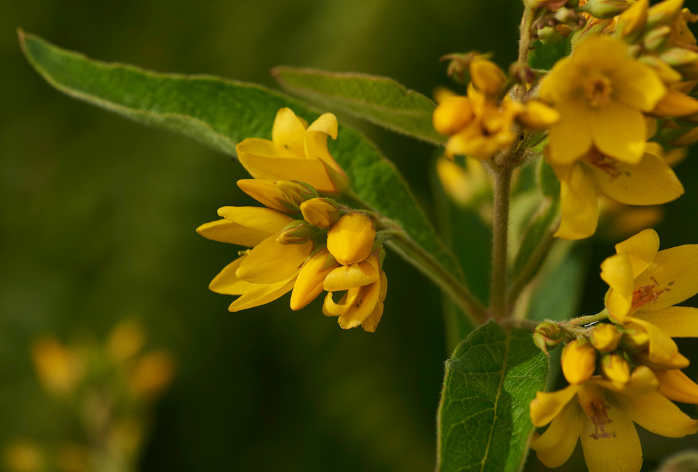 Lysimachia130717-3