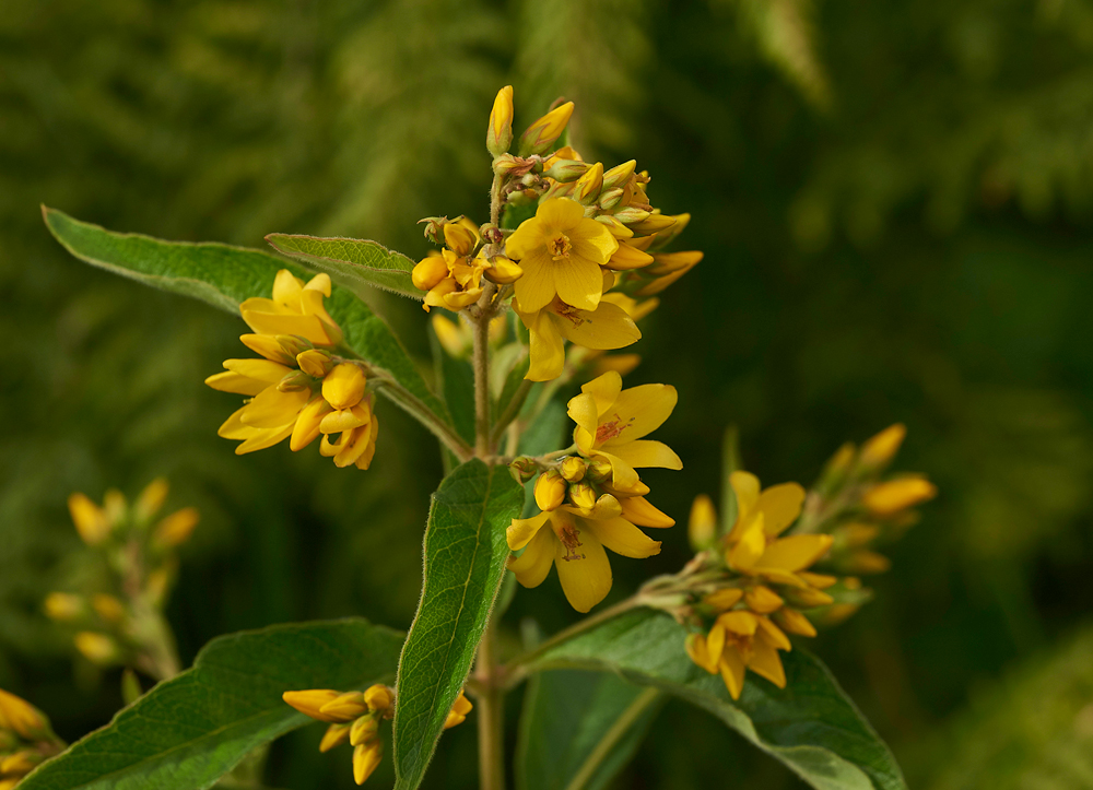 Lysimachia130717-4