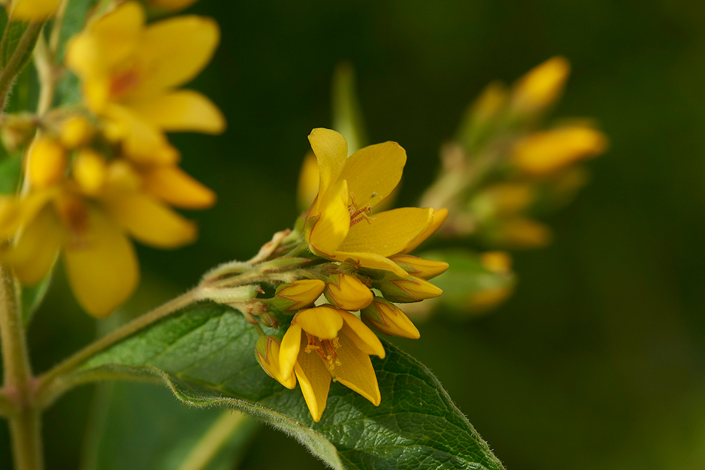 Lysimachia130717-5