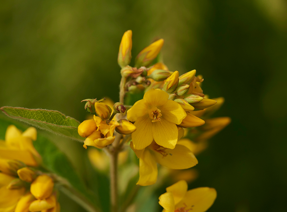 Lysimachia130717-6