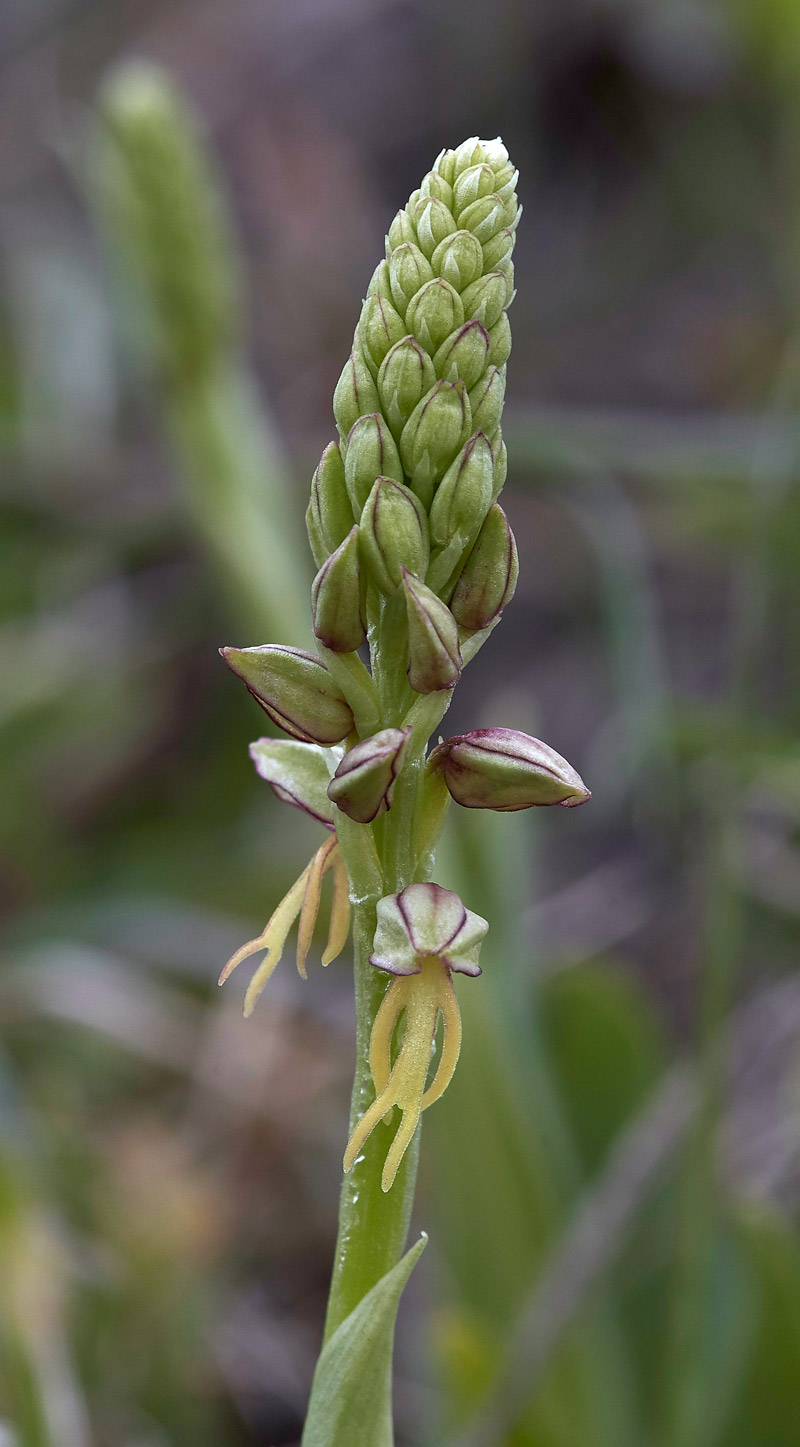 ManOrchid3004176