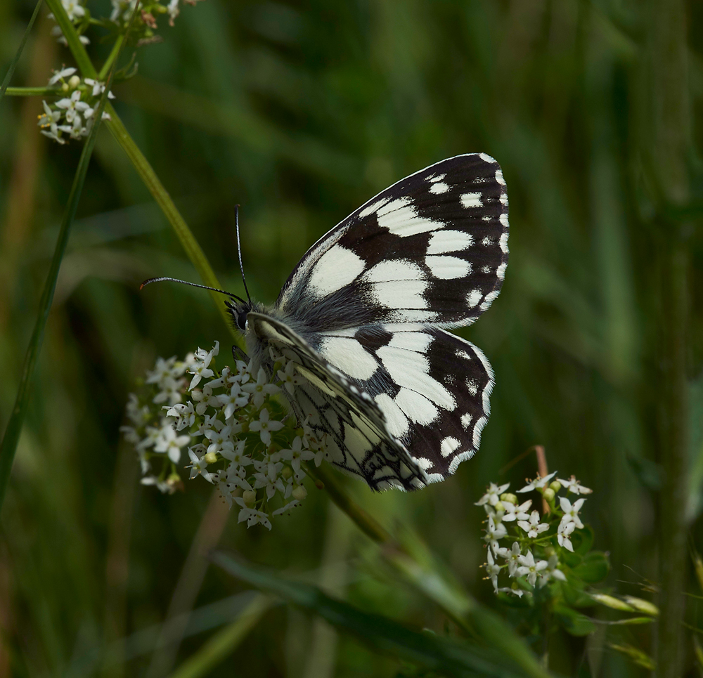 MarbledWhite260617-1