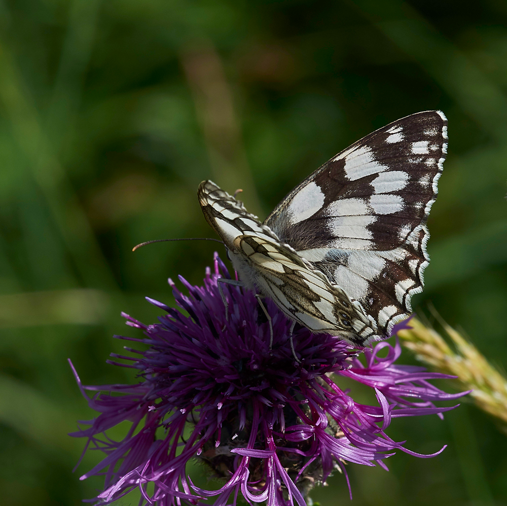 MarbledWhite260617-3