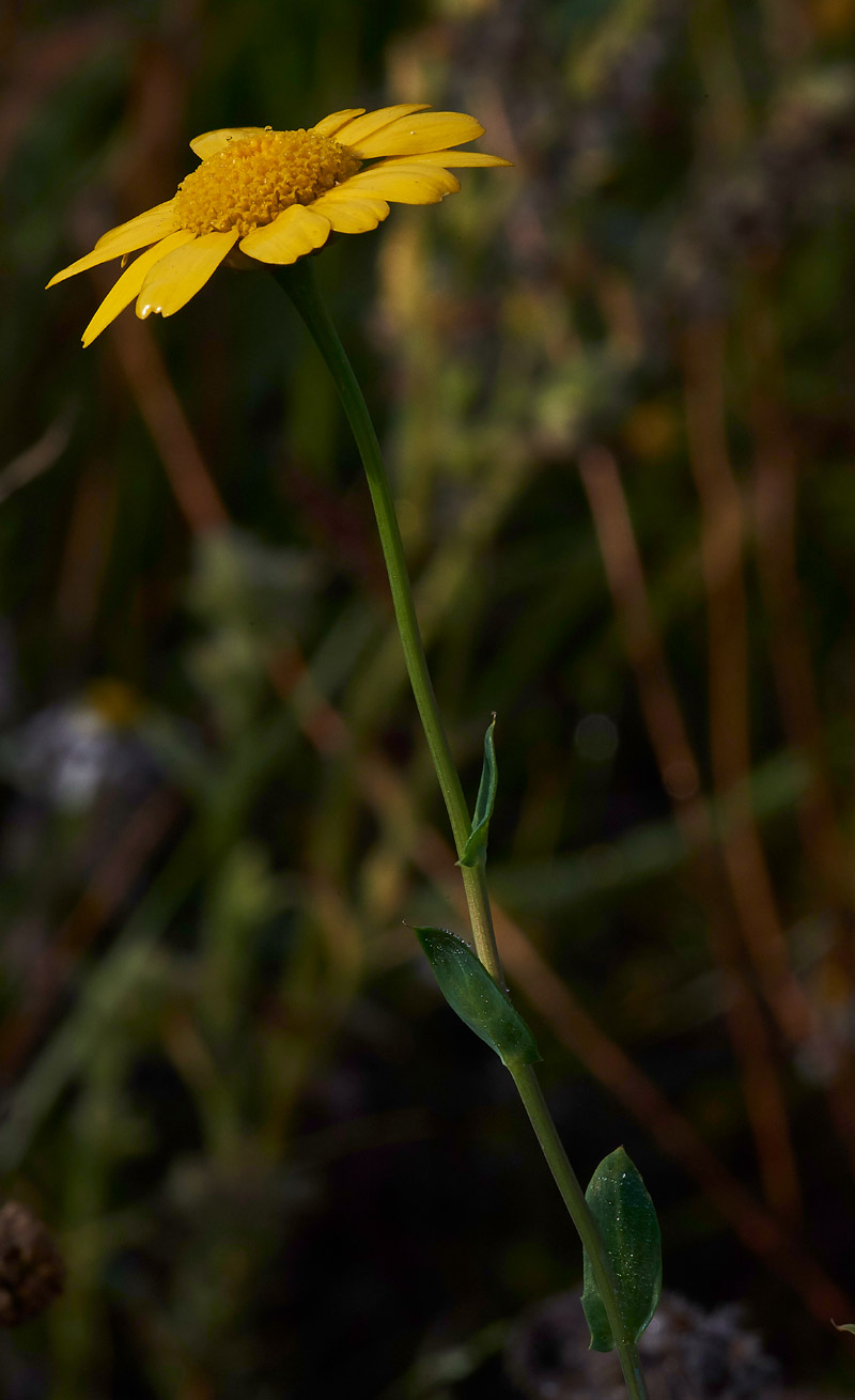 Marigold160817-2