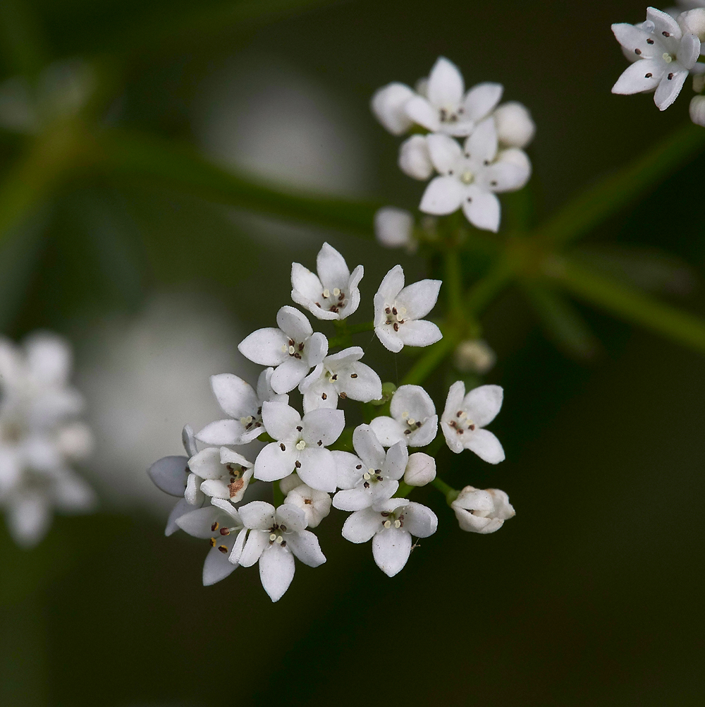 MarshBedstraw240617-1