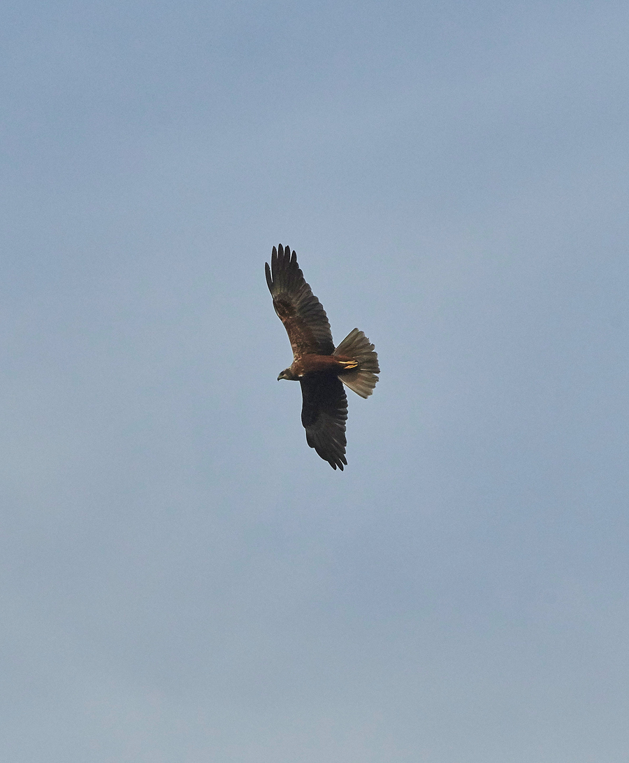 MarshHarrier130717