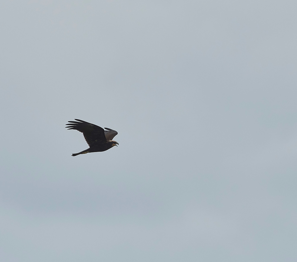 MarshHarrier270717