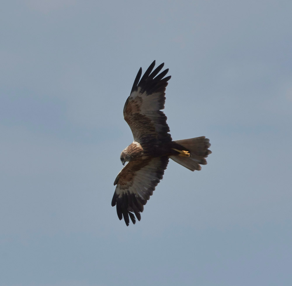 MarshHarrier3004171