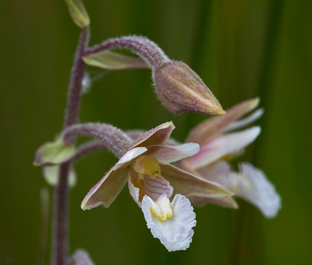 MarshHelleborine230617-1