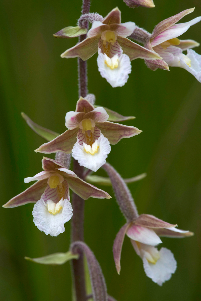 MarshHelleborine230617-2