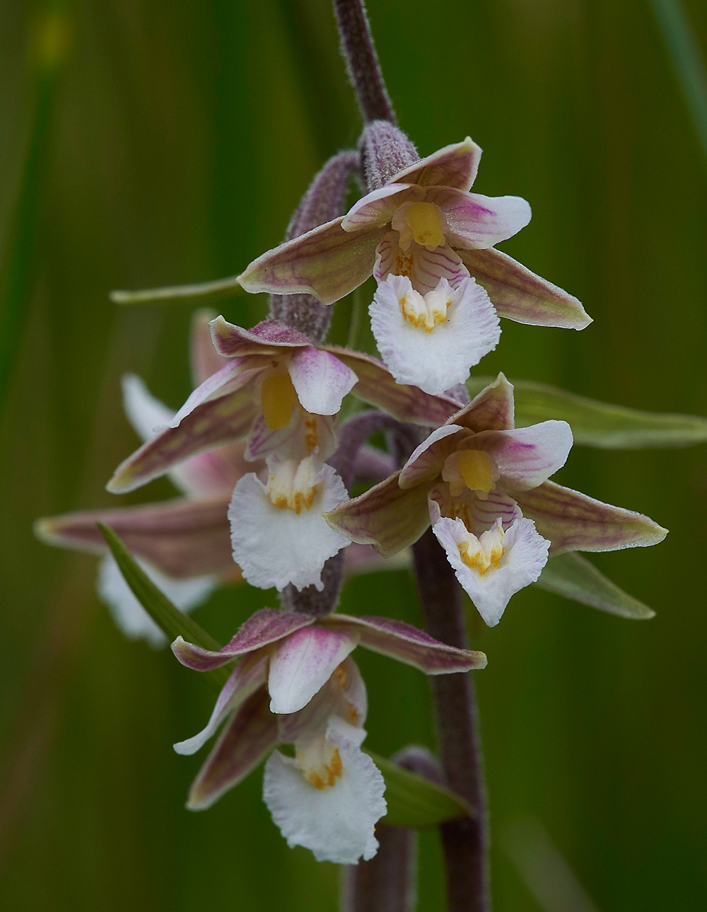 MarshHelleborine230617-3